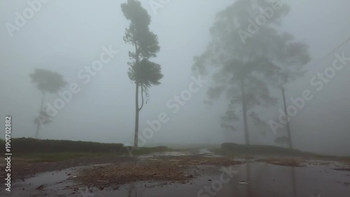 Misty Forest Trees in Rainy Weather