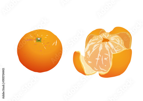 みかん 温州みかん 果物 イラスト ベクター