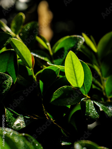 Single Green Leaf Illuminated by Sunlight in Dark Moody Foliage