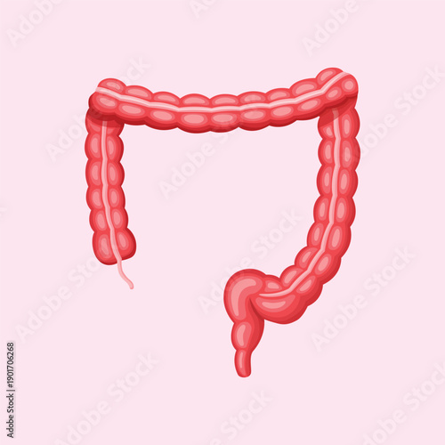 Large intestine anatomy illustration representing the human digestive system for medical and educational purposes.