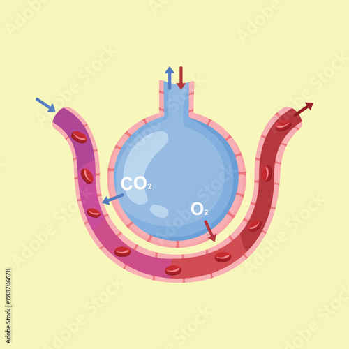 Clean and informative medical illustration showing the oxygen and carbon dioxide gas exchange process in the lung alveoli for educational and healthcare concepts.