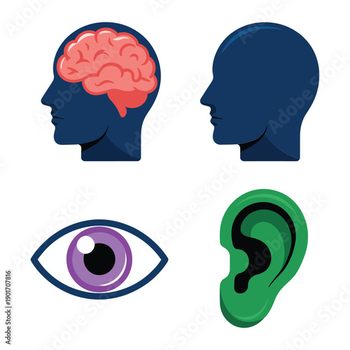 Brain profile, purple eye and green ear vector icons, neuroscience teaching set for classroom poster, anatomy education, medical study design