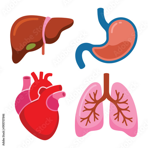Anatomy organs vector set with heart, lungs, liver and stomach, medical teaching graphics for biology lesson, healthcare poster design