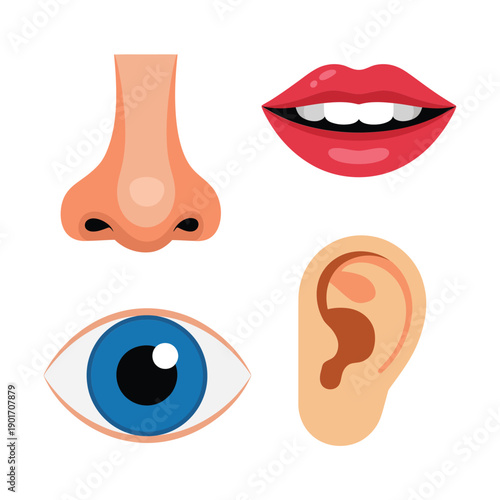 Human face features vector set with nose, mouth, ear, eye, sensory organs icons for health lesson, medical education design