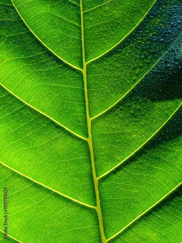 Macro Wet Jackfruit Leaf with Raindrops and Detailed Veins