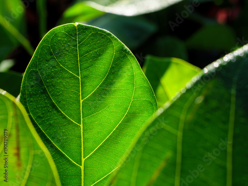 Macro Backlit Green Leaf Texture with Detailed Vascular Veins