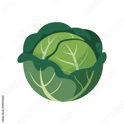 Whole cabbage head illustration, sauerkraut fermenting class, pickling workshop session, storage tips, recipe card, winter pantry planning poster and labels