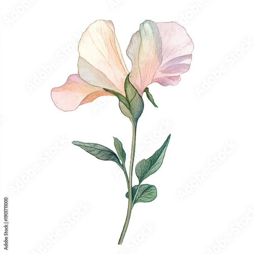 Watercolor sweet pea flower illustration on white background delicate petals.