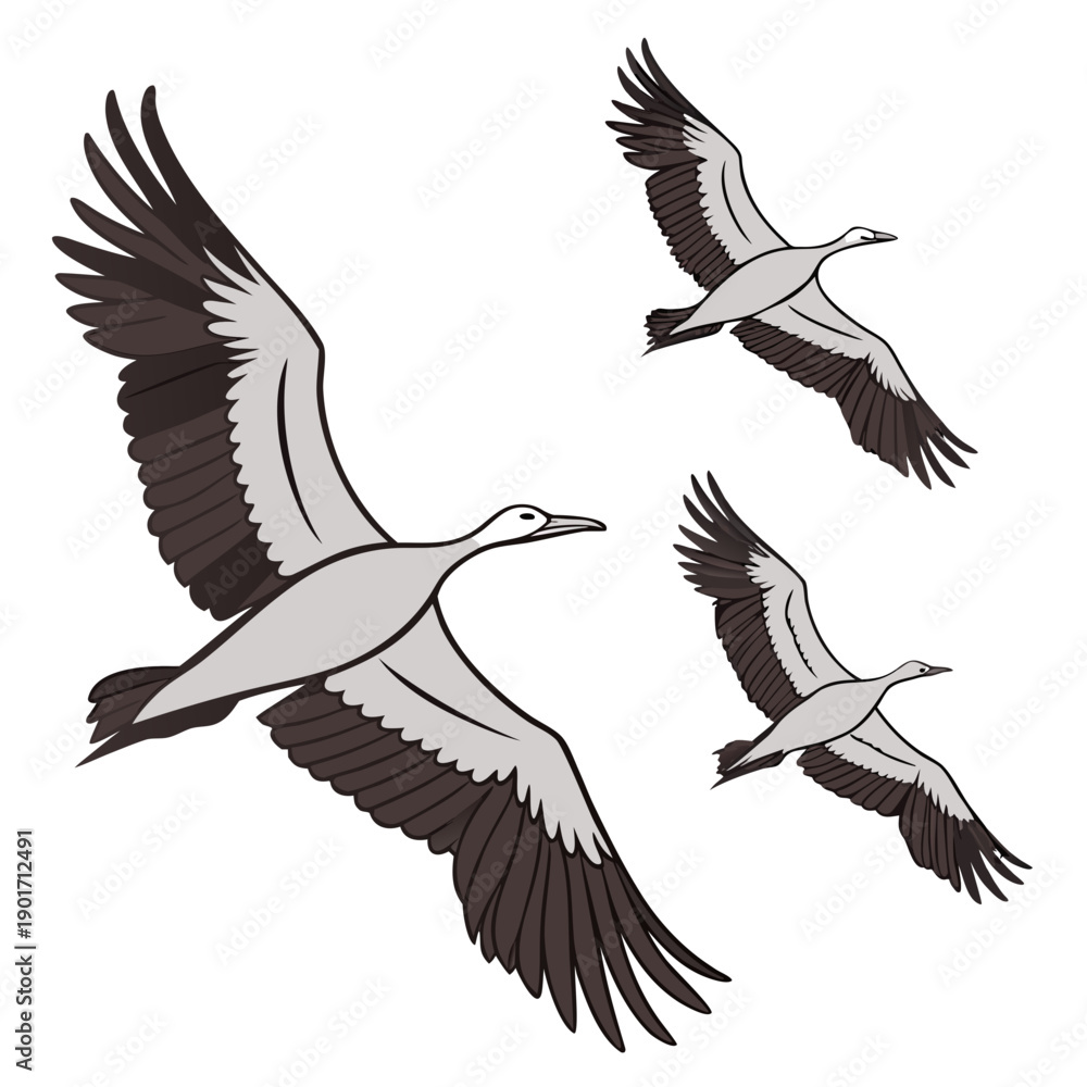 Fototapeta premium Three gray and black birds flying in formation flying birds