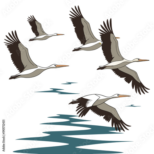 Pelicans flying over water birds ocean