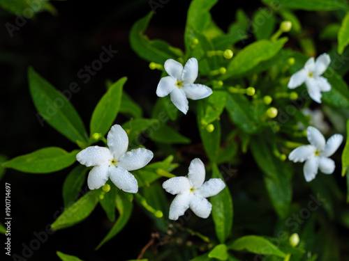 Group of White Pinwheel Jasmine Flowers with Water Drops