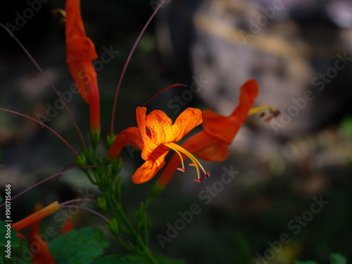 Vibrant Orange Trumpet Flowers with Morning Dew Drops