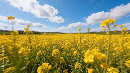 Golden yellow rapeseed flower field with green countryside