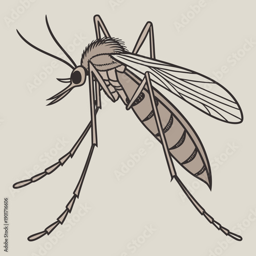 Detailed of a mosquito showing anatomy insect anatomy