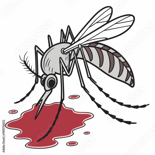 Enlarged gray mosquito with brown stripes drinking red