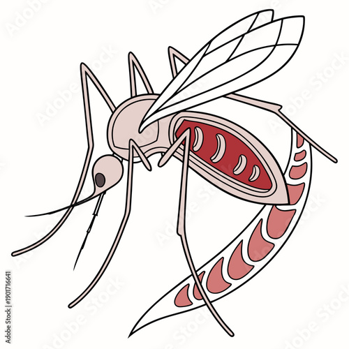 Enlarged mosquito body showing internal storage insect
