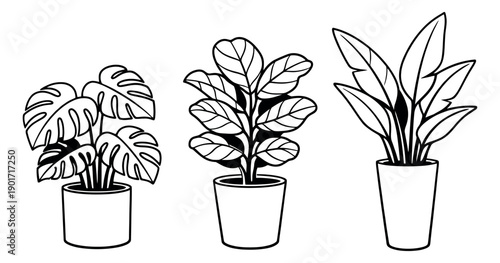 Hand drawn line art potted plants set featuring monstera, fiddle leaf fig, and peace lily for home decor