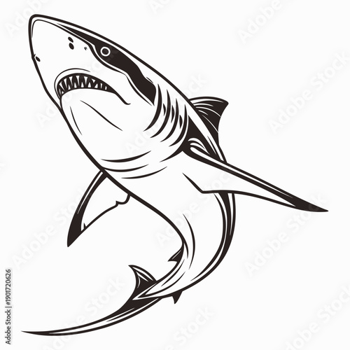 Black and white shark in hunting mode with open mouth and tense posture