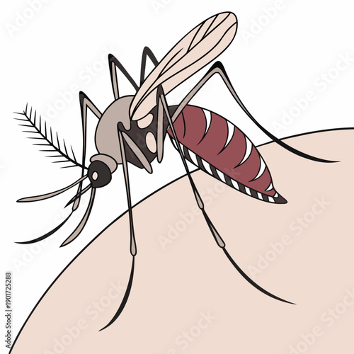 Mosquito biting skin with proboscis penetration detail