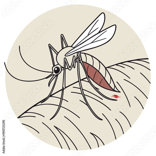 Mosquito biting skin with visible proboscis and insect