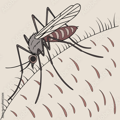 Realistic mosquito landing on human skin surface detail