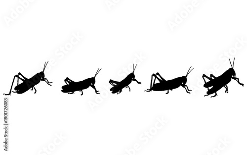 Grasshopper Locust Silhouettes Isolated on White Vector Set