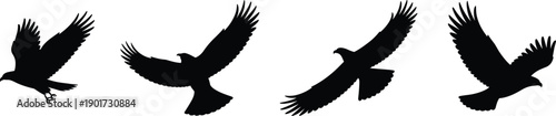 Black eagle silhouette set isolated on white background representing flying hawk, predator bird wings, freedom symbol, nature wildlife, and falconry