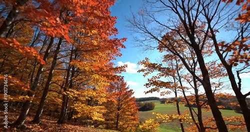 Wallpaper Mural Autumn Leaves and Sunlight Forest. Torontodigital.ca