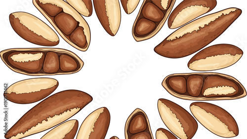 Healthy organic brazil nuts arranged in a decorative circular frame on a clean white background perfect for nutrition and food themes.