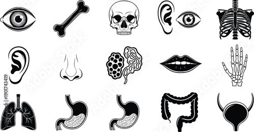 Human Anatomy Icon Set, Vector Illustration of Internal Organs and Body Parts, Medical Education Graphics, Skeleton, Respiratory, Digestive, and Sensory