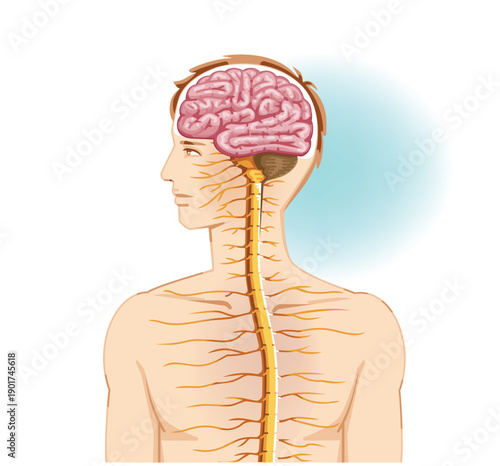 Human Nervous System Illustration Central Nervous System or CNS