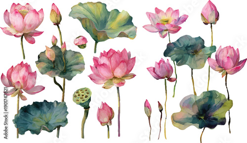 set of lotus flowers