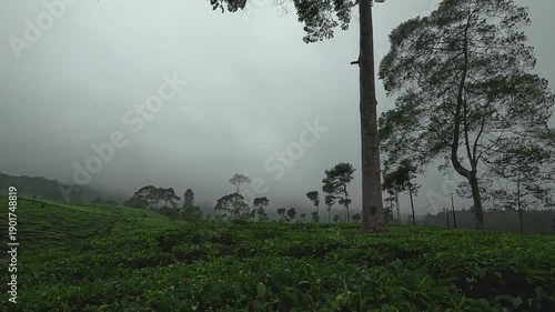 Calm Tea Plantation in Dense Fog and Overcast Sky