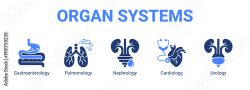 Organ Systems web banner icon concept, with Gastroenterology, Pulmonology, Nephrology.