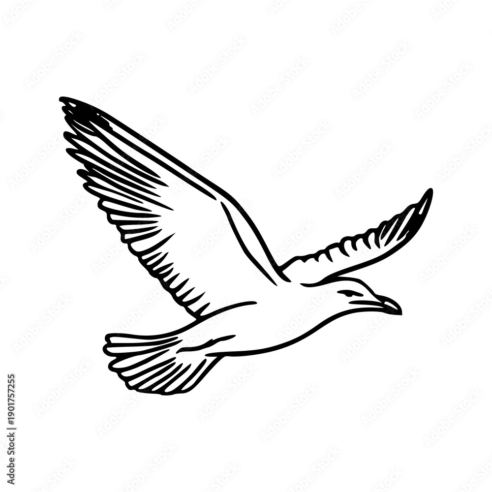 Obraz premium hand drawn soaring seagull for nautical theme