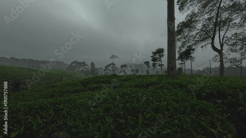 Calm Tea Plantation in Dense Fog and Overcast Sky