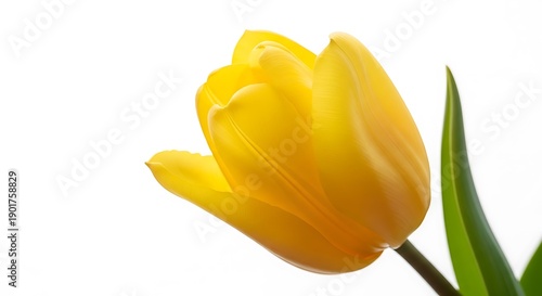 A close up of a bright yellow tulip flower with green leaves against a white background studio shot ai generated