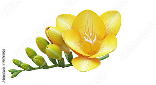 Yellow Freesia Flower and Buds