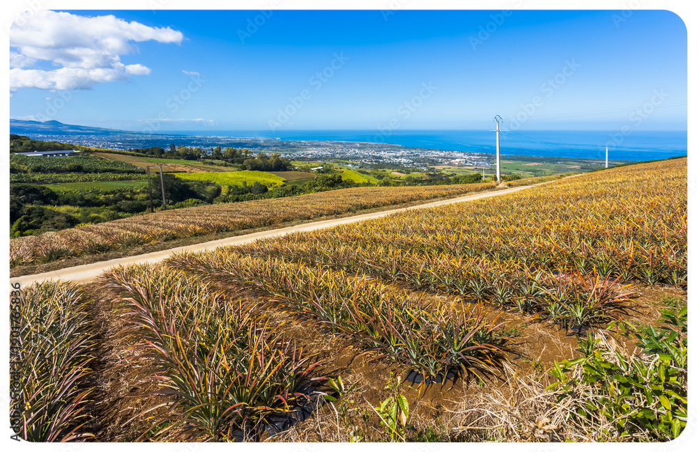 custom made wallpaper toronto digitalChamp d’ananas, Bellevue, Île de la Réunion 