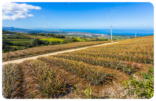 Wallpaper Mural Champ d’ananas, Bellevue, Île de la Réunion  Torontodigital.ca