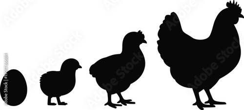Chicken life cycle silhouettes, egg chick hen rooster growth stages, poultry farm concept, black animal shapes, minimalist agriculture icons isolated on white background