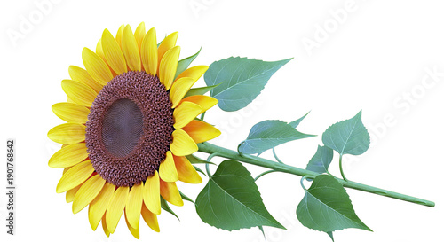 Single Sunflower with Green Leaves