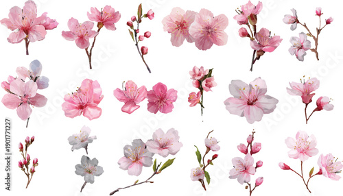 pink magnolia flowers isolated