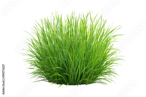 Green ornamental grass tuft isolated on transparent background