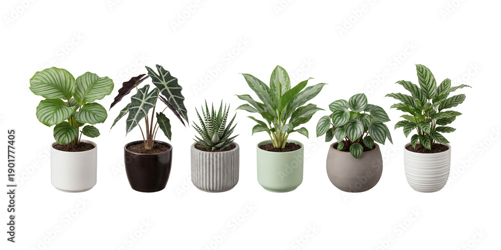 Obraz premium Six diverse tropical houseplants and succulents in modern ceramic planters