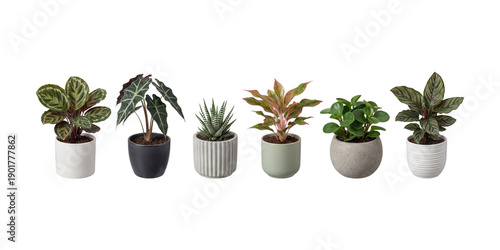Fotografía Collection of Six Assorted Houseplants in Modern Decorative Pots