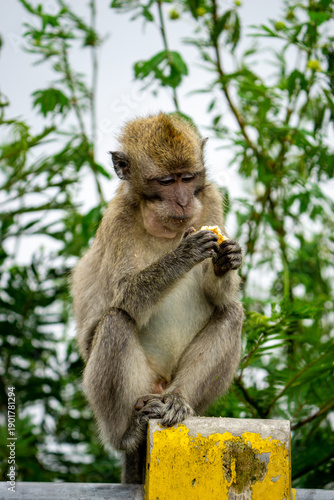 Macaca fascicularis (long-tailed macaque, cynomolgus macaque) in the nature. Monkey is eating biscuit.