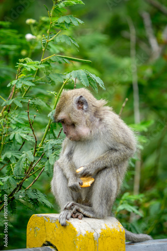 Macaca fascicularis (long-tailed macaque, cynomolgus macaque) in the nature. Monkey is eating biscuit.