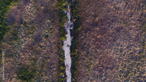 Wallpaper Mural Aerial view of kangaroos move through the tall grass in the Australian outback during early morning hours Torontodigital.ca