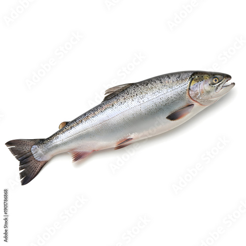 Wallpaper Mural A freshly caught whole fish with scales that shimmer Torontodigital.ca